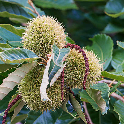 American Chestnut Seeds