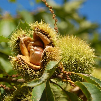 American Chestnut Seeds