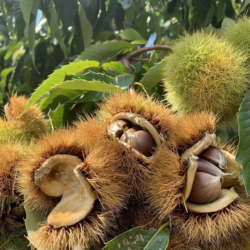 American Chestnut Seeds For Planting - Heirloom Flower Plant for Home Gardens