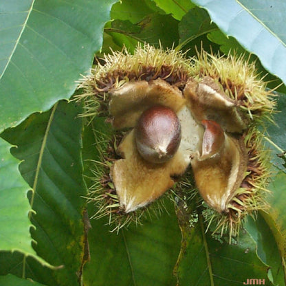 American Chestnut Seeds For Planting - Heirloom Flower Plant for Home Gardens