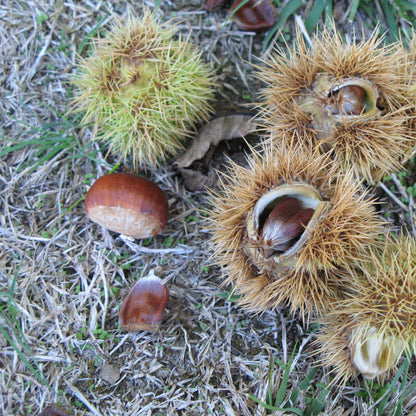 American Chestnut Seeds For Planting - Heirloom Flower Plant for Home Gardens