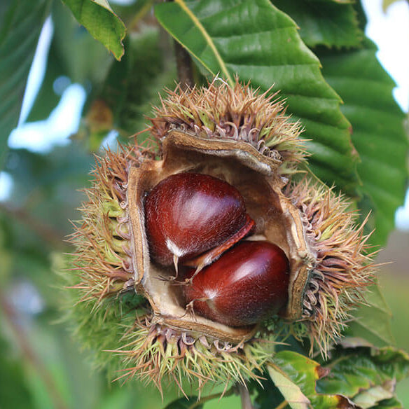 American Chestnut Seeds For Planting - Heirloom Flower Plant for Home Gardens