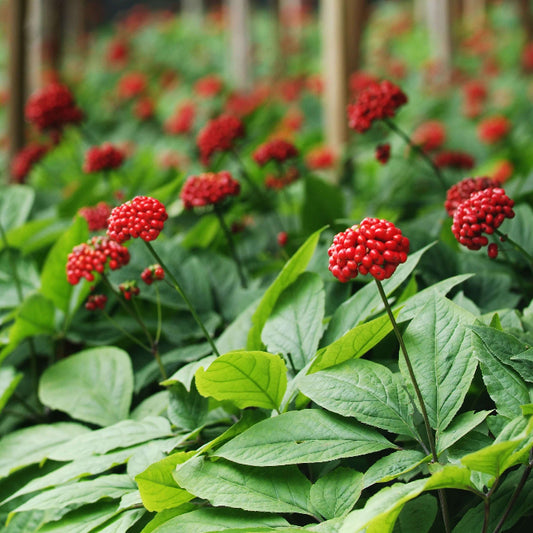 American Ginseng Seeds - Herbal Plant
