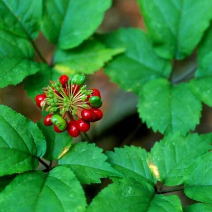 American Ginseng Seeds - Herbal Plant