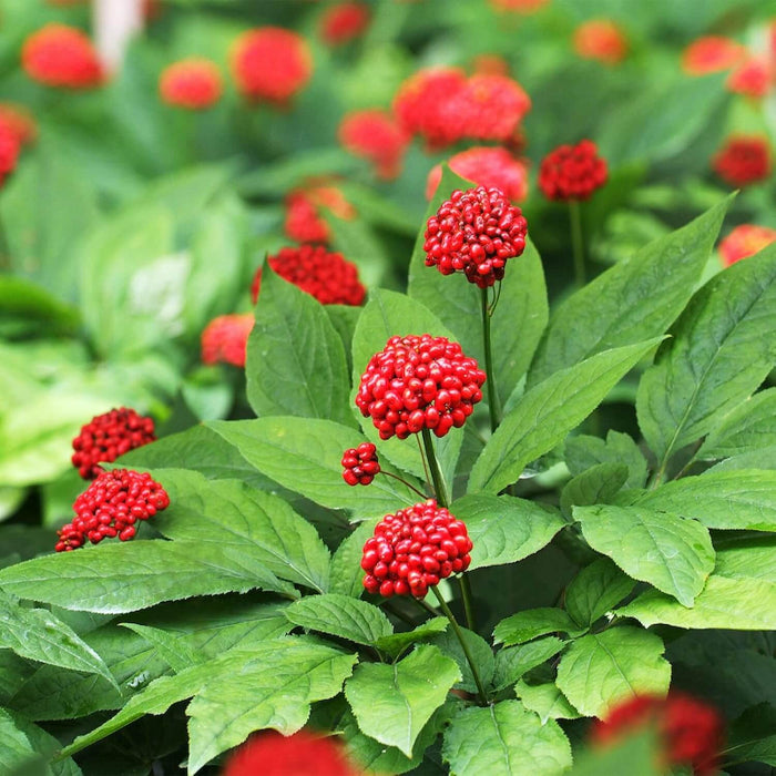 American Ginseng Seeds - Herbal Plant