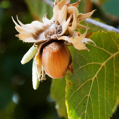 American Hazelnut Seeds