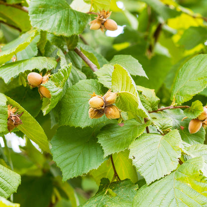 American Hazelnut Seeds