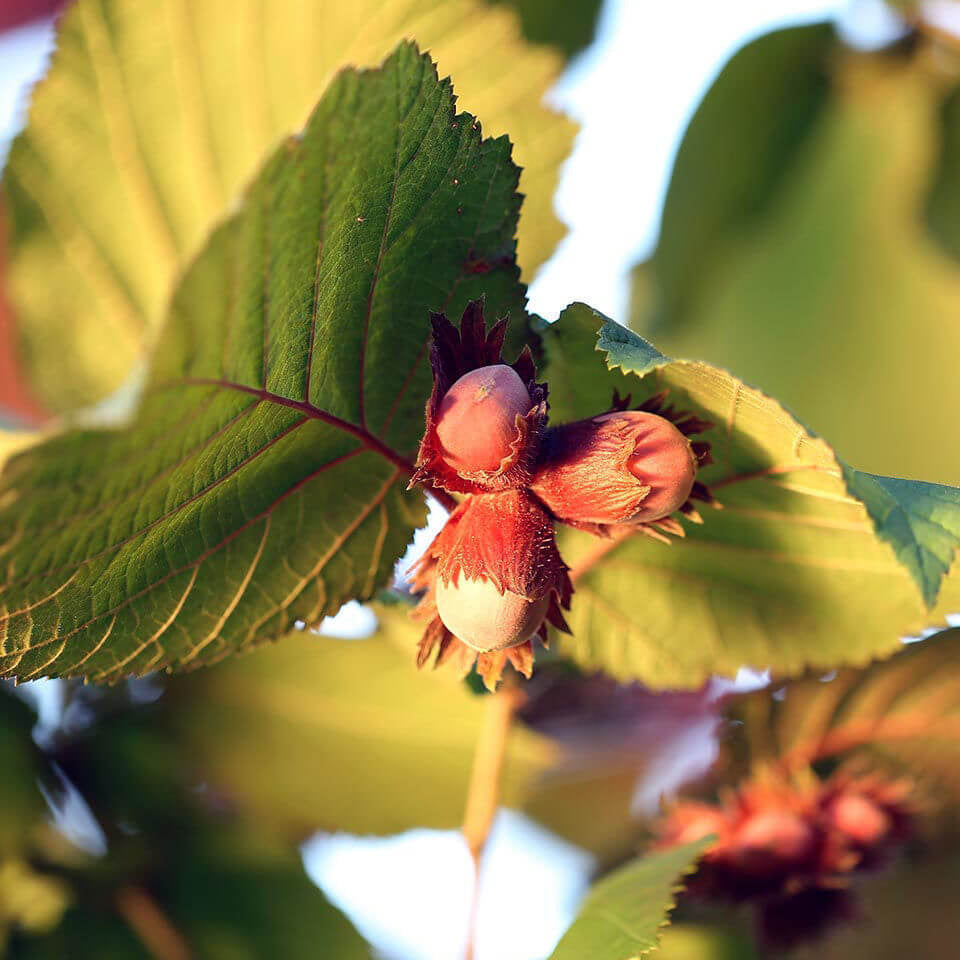 American Hazelnut Seeds