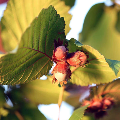 American Hazelnut Seeds