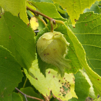American Hazelnut Seeds