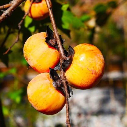 American Persimmon Seeds - Fruit Plant 