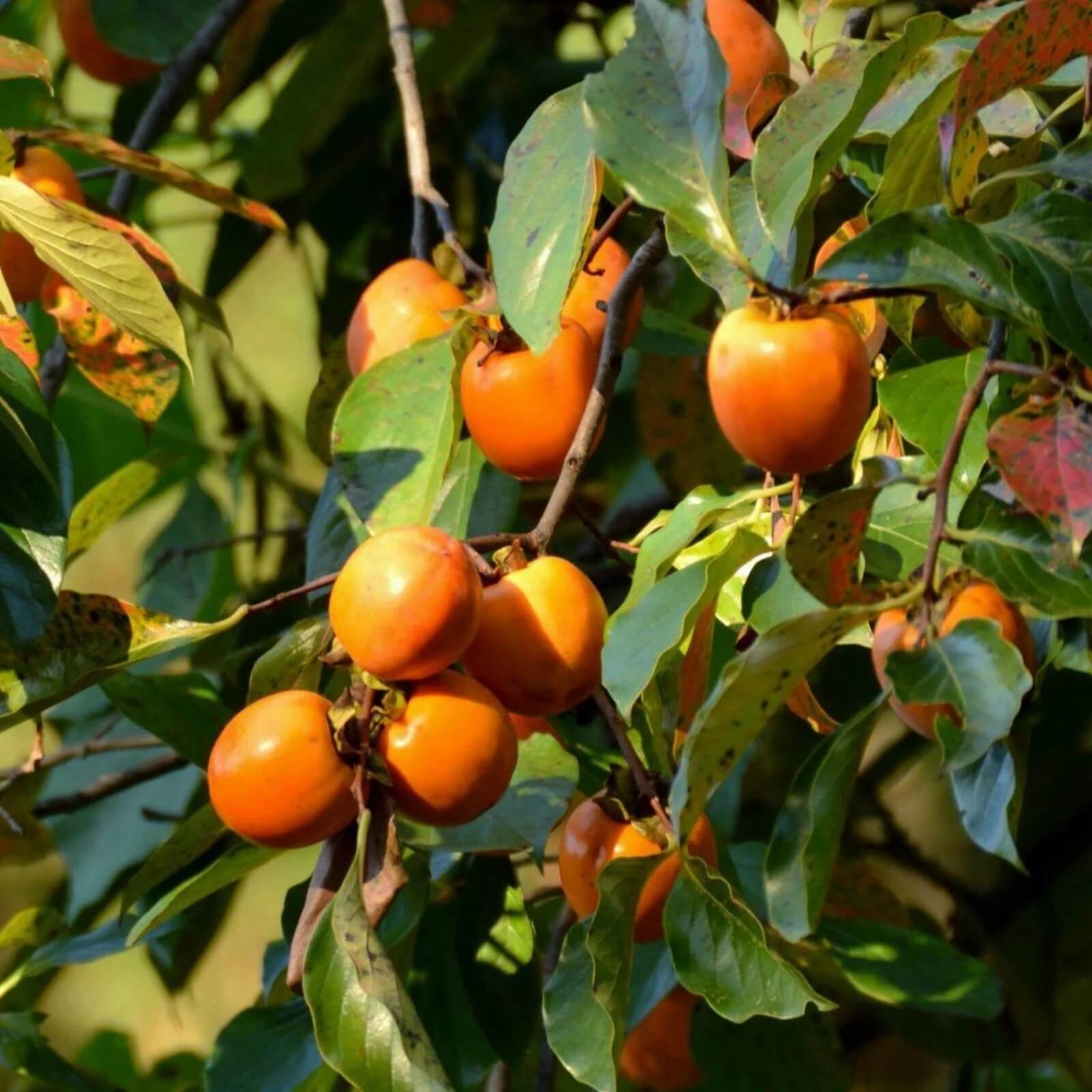 American Persimmon Seeds - Fruit Plant 