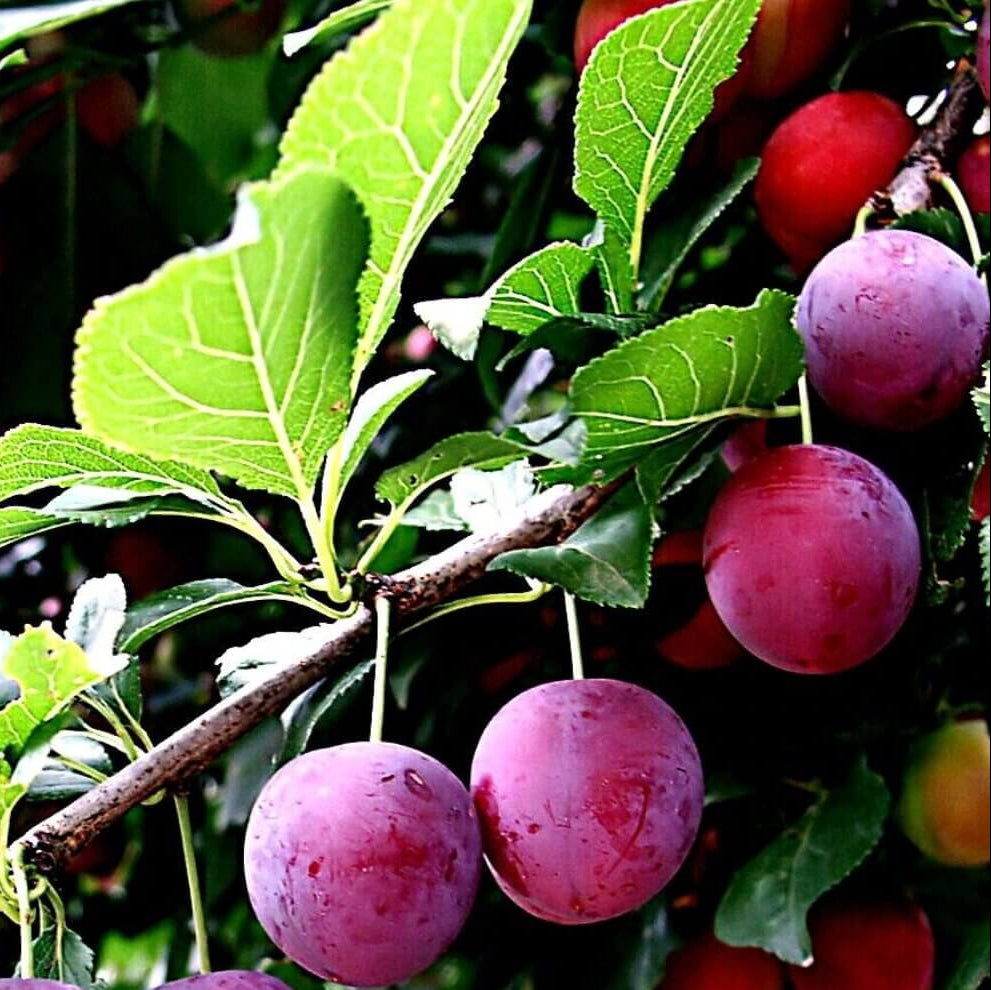 American Plum Seeds - Heirloom Fruit Plant for Home Gardens