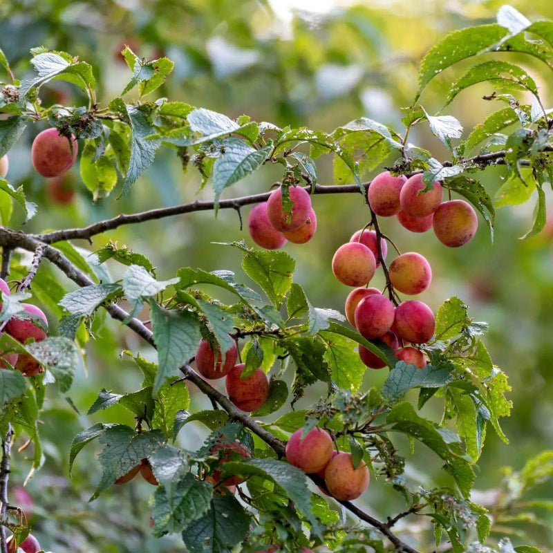 American Plum Seeds - Heirloom Fruit Plant for Home Gardens