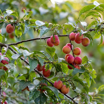 American Plum Seeds - Heirloom Fruit Plant for Home Gardens