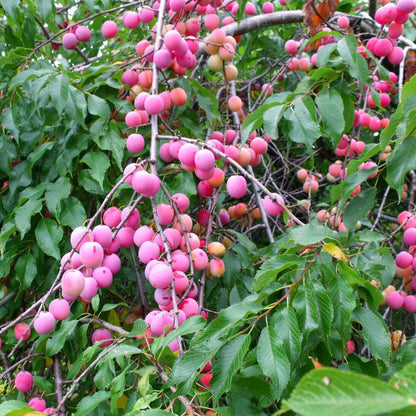 American Plum Seeds - Heirloom Fruit Plant for Home Gardens