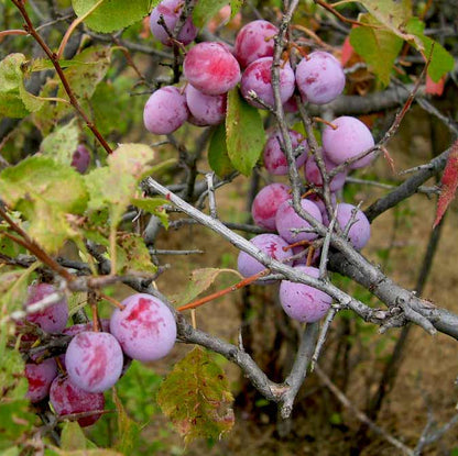 American Plum Seeds - Heirloom Fruit Plant for Home Gardens
