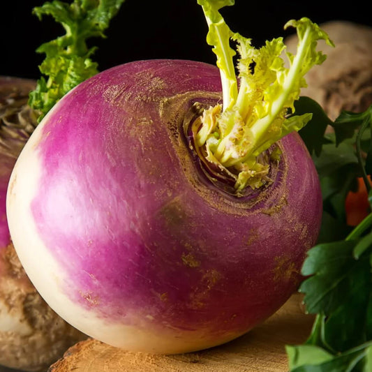 American Purple top rutabaga seeds - Vegetable Plant