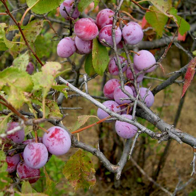 American Wild Plum Seeds