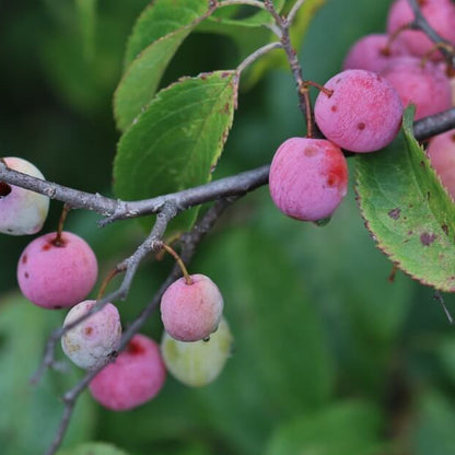 American Wild Plum Seeds