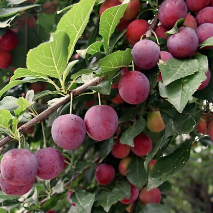 American Wild Plum Seeds