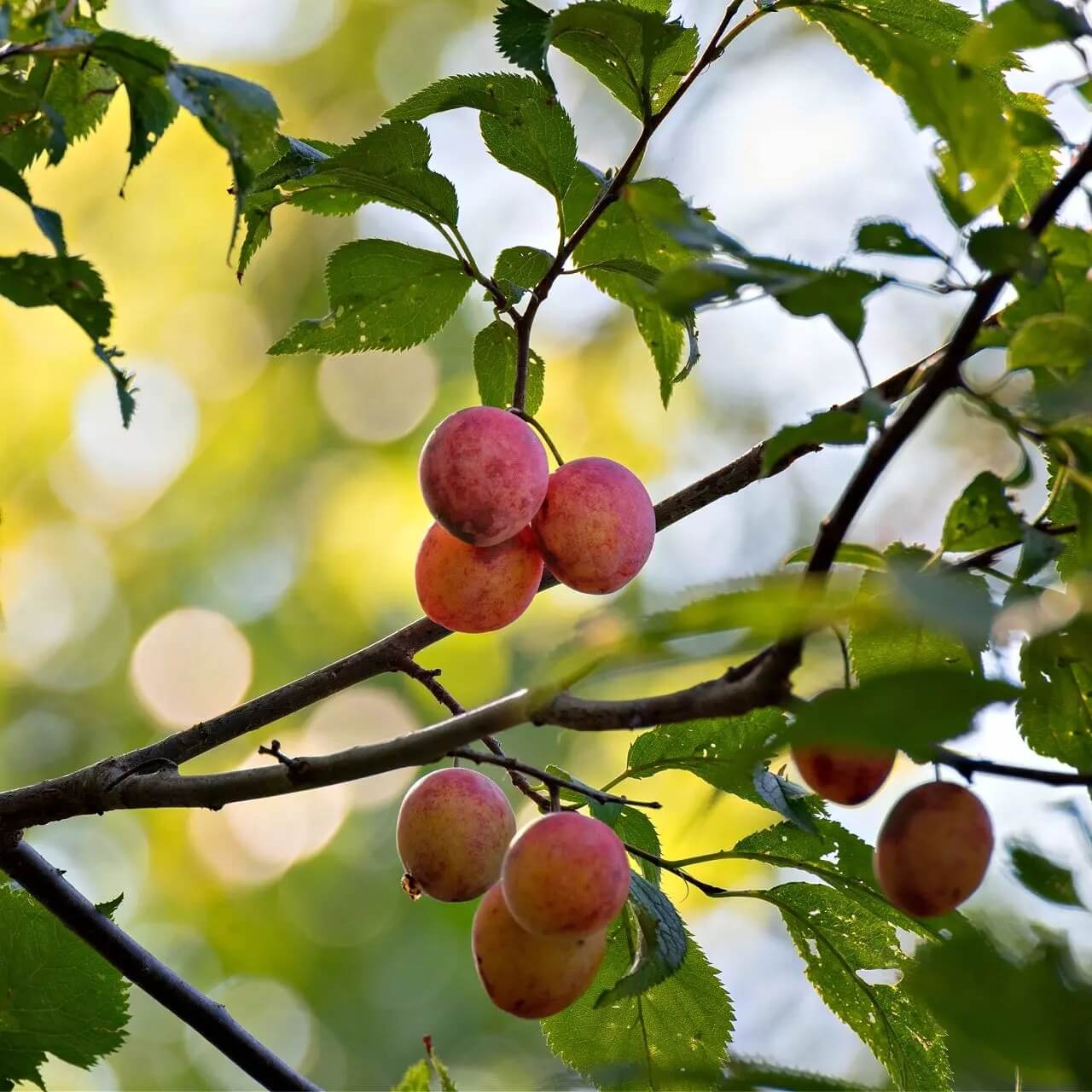 American Wild Plum Seeds