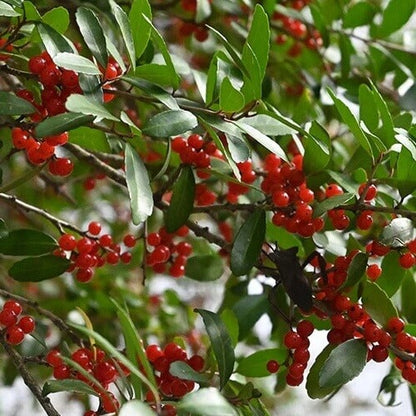 American Yaupon Seeds
