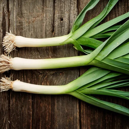 American flag leek seeds - Vegetable Plant