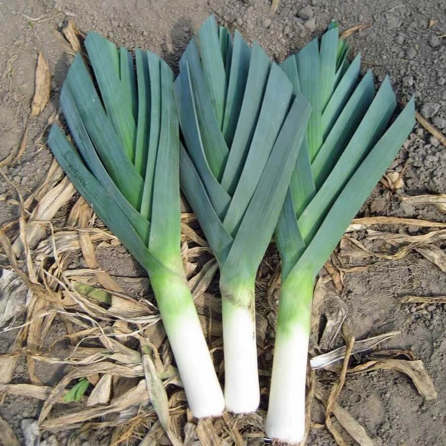 American flag leek seeds - Vegetable Plant