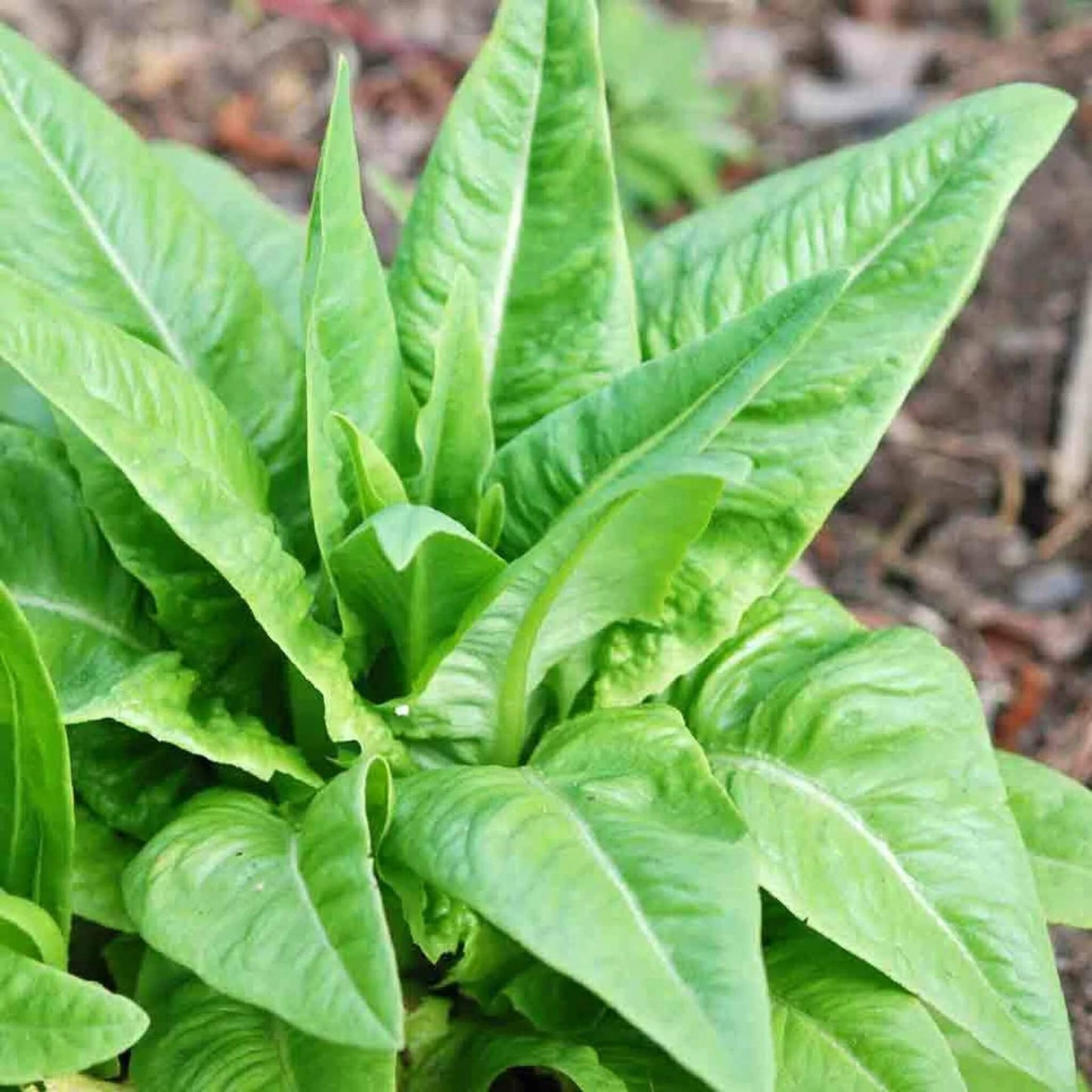 Amish Deer Tongue Lettuce Seeds