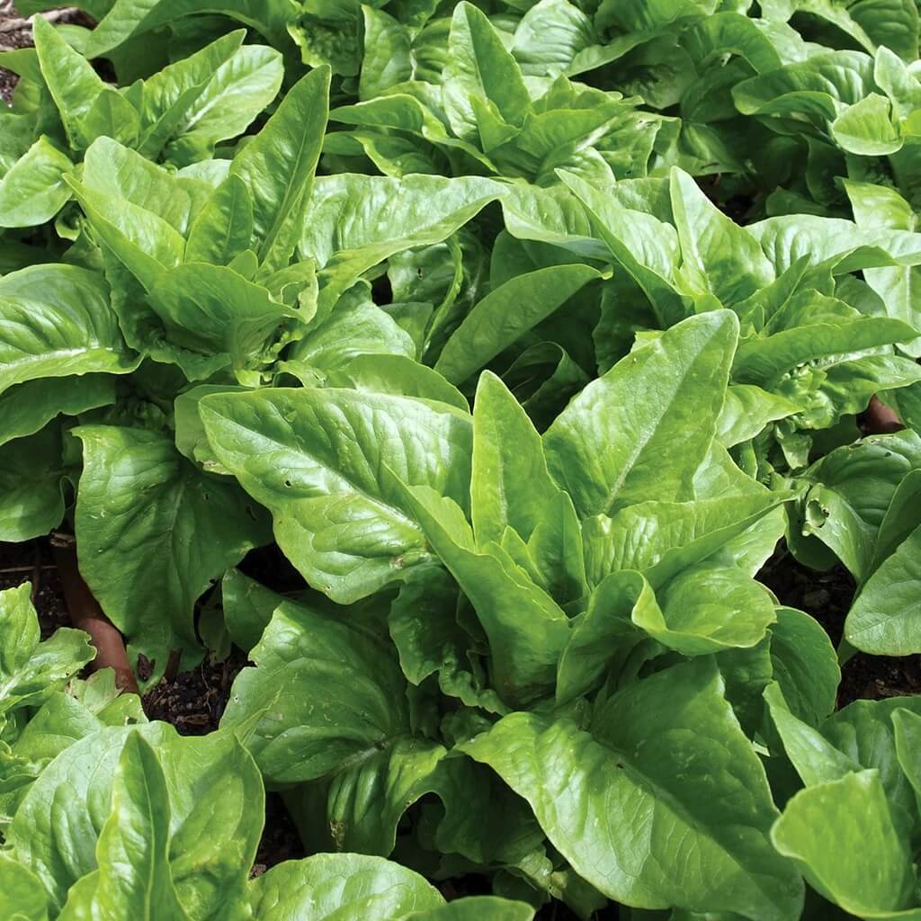 Amish Deer Tongue Lettuce Seeds