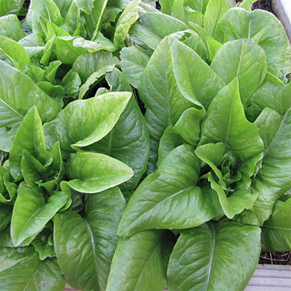 Amish Deer Tongue Lettuce Seeds