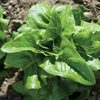Amish Deer Tongue Lettuce Seeds