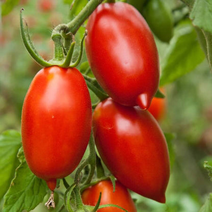 Amish Paste tomato seeds - Vegetable Plant