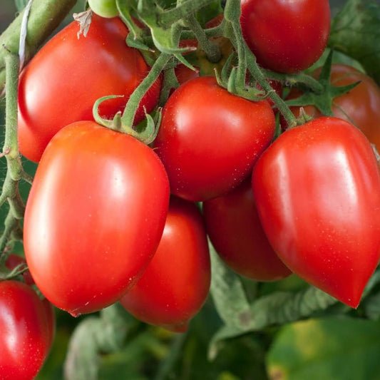 Amish Paste tomato seeds - Vegetable Plant