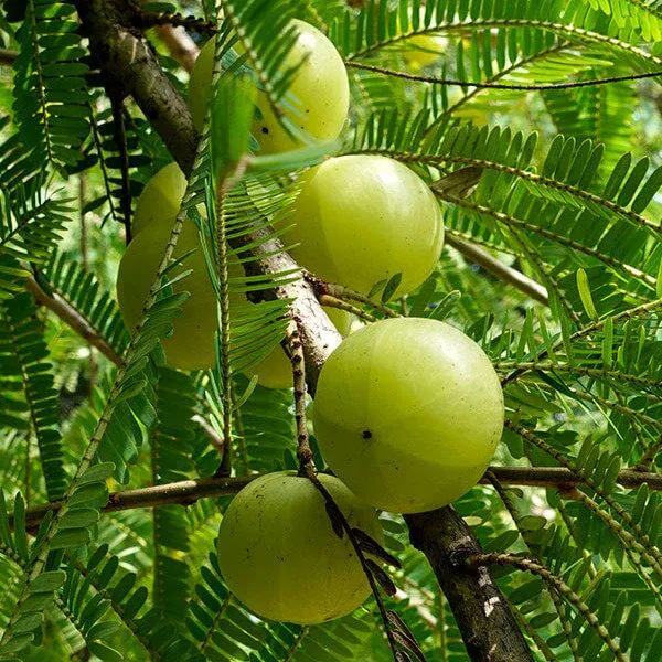 Amla Seeds For Planting - Heirloom Fruit Plant for Home Gardens