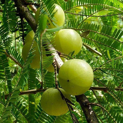 Amla Seeds For Planting - Heirloom Fruit Plant for Home Gardens