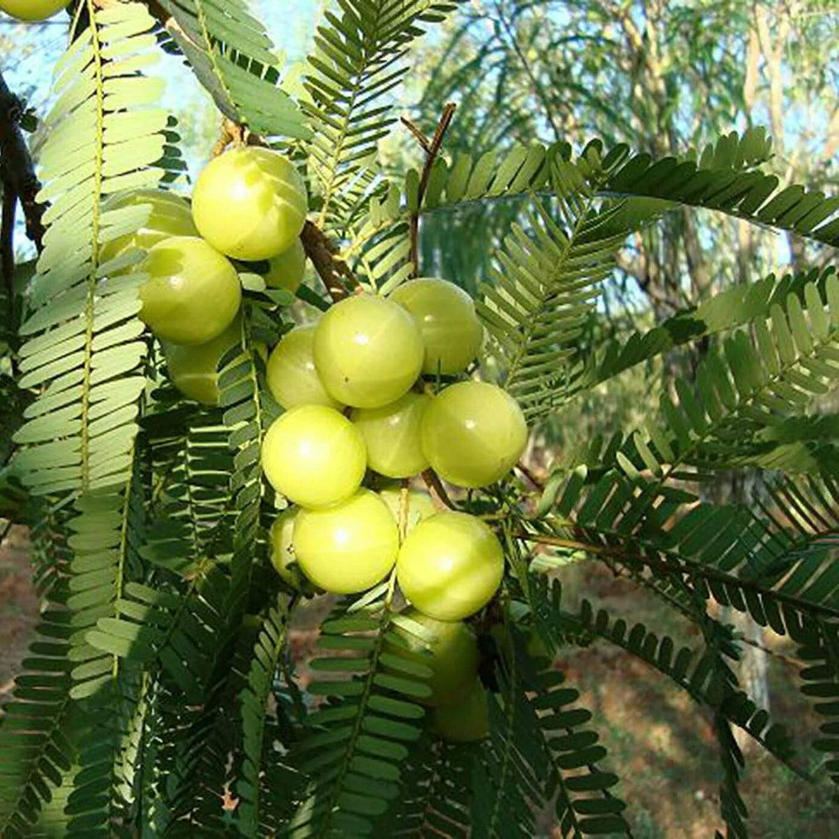 Amla Seeds For Planting - Heirloom Fruit Plant for Home Gardens