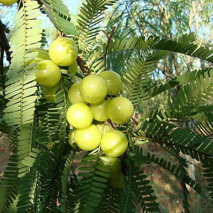 Amla Seeds For Planting - Heirloom Fruit Plant for Home Gardens