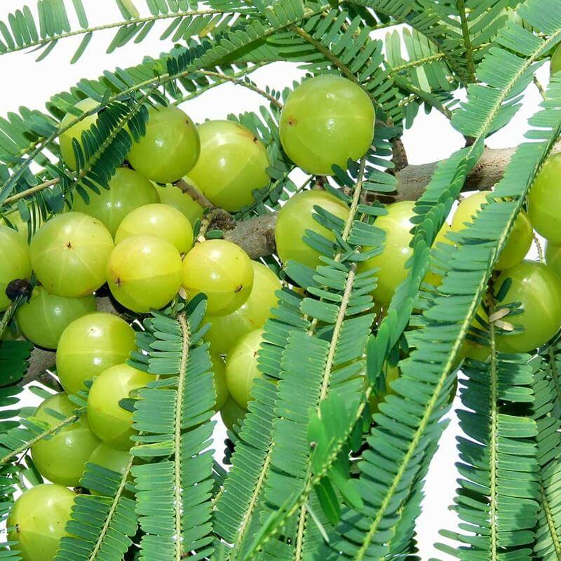 Amla Seeds For Planting - Heirloom Fruit Plant for Home Gardens
