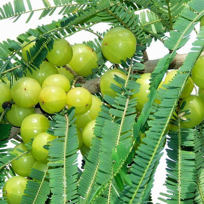 Amla Seeds For Planting - Heirloom Fruit Plant for Home Gardens