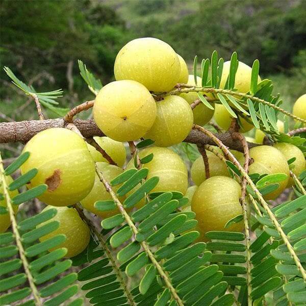 Amla Seeds For Planting - Heirloom Fruit Plant for Home Gardens