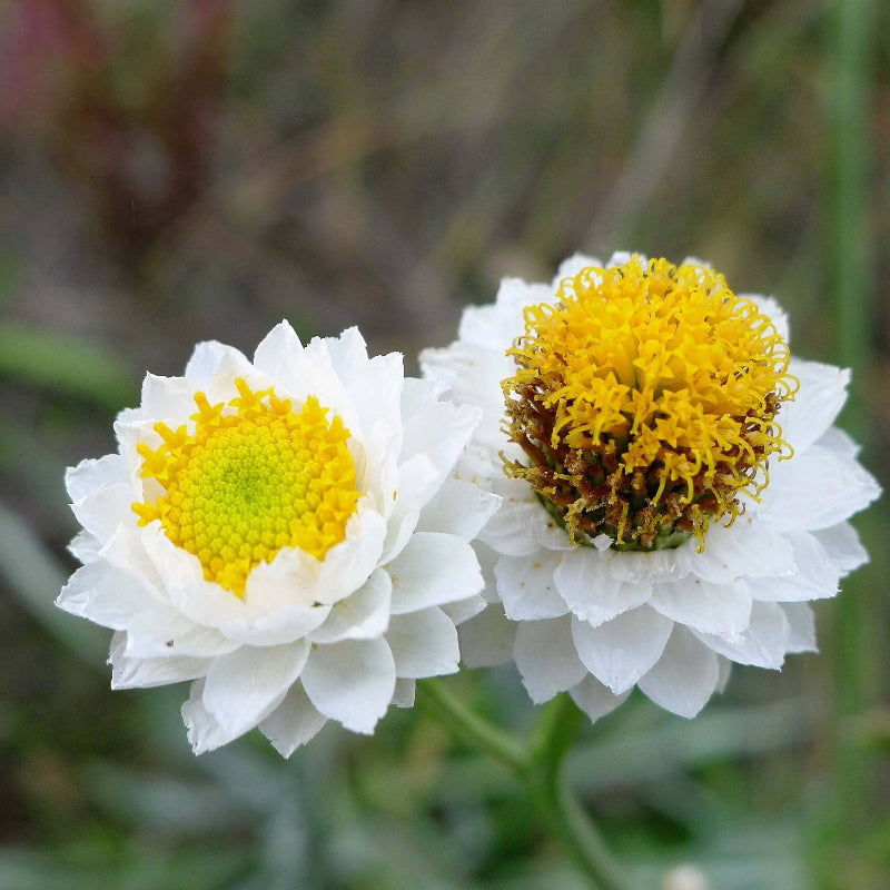 Ammobium Alatum Seeds - Heirloom Flower Plant for Home Gardens