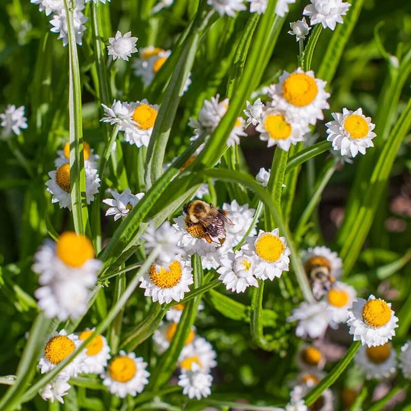 Ammobium Alatum Seeds - Heirloom Flower Plant for Home Gardens