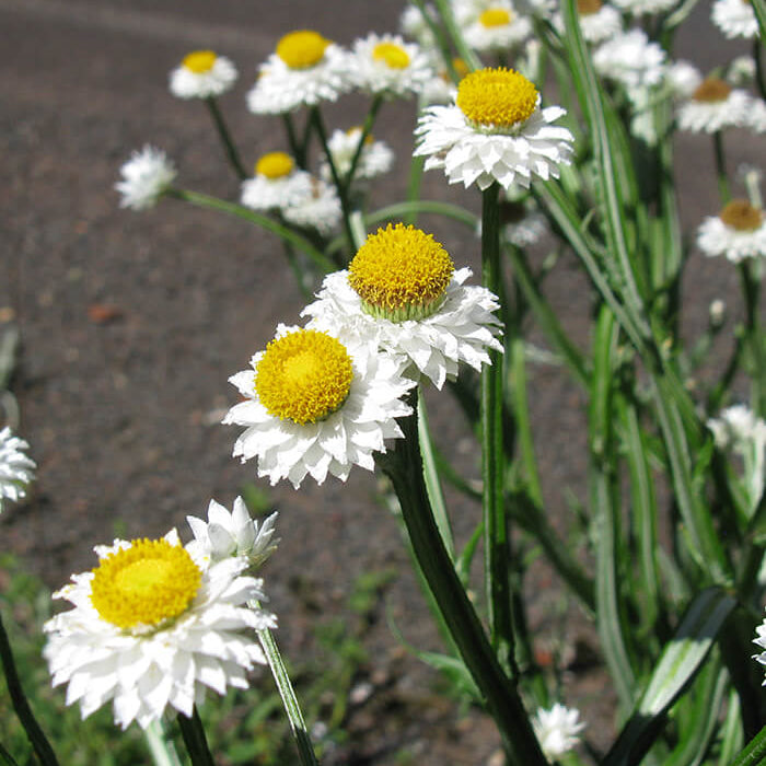 Ammobium Alatum Seeds - Heirloom Flower Plant for Home Gardens