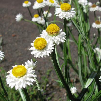 Ammobium Seeds - Heirloom Flower Plant for Home Gardens