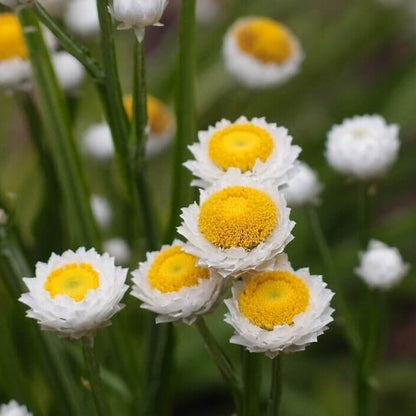 Ammobium Seeds - Heirloom Flower Plant for Home Gardens