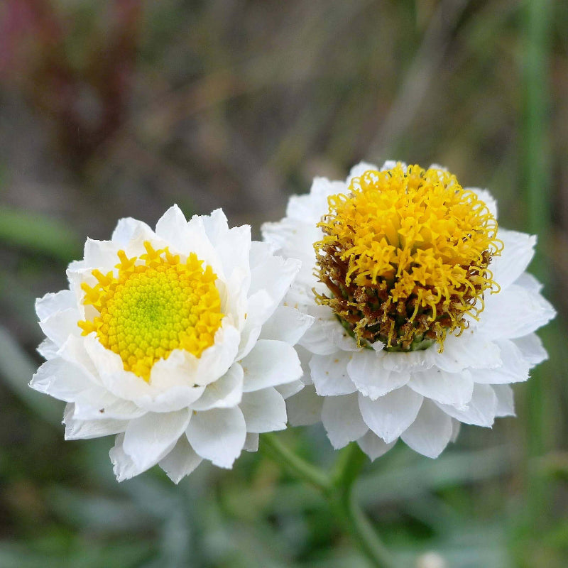 Ammobium Seeds - Heirloom Flower Plant for Home Gardens