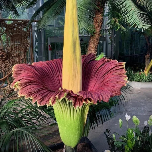 Amorphophallus titanum Seeds 