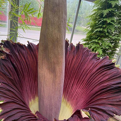 Amorphophallus titanum Seeds 